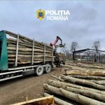 DAMBOVITA 58 METRI CUBI DE MATERIALE LEMNOSSE CONFISCATI DE POLITISTII DE ORDINE PUBLICA