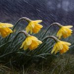 Weekend cu vreme schimbatoare Judetul Dambovita sub incidenta mai multor avertizari meteorologice