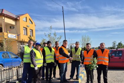 Actiune de infrumusetare a comunei Petresti 250 de trandafiri plantati de autoritatiile locale