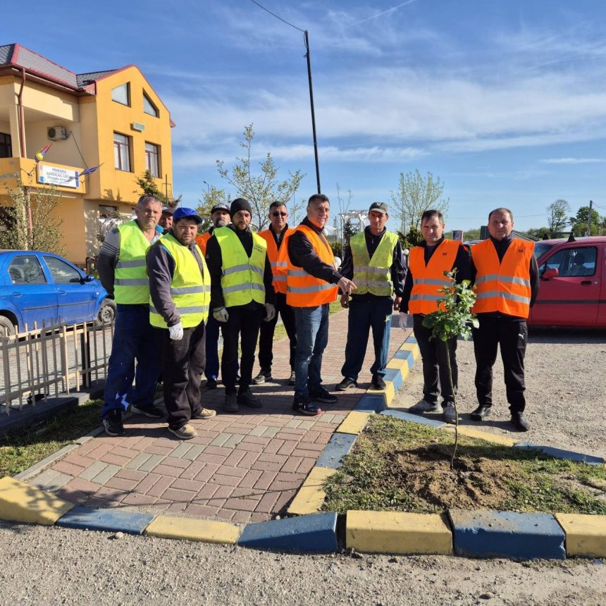Actiune de infrumusetare a comunei Petresti 250 de trandafiri plantati de autoritatiile locale