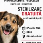 campanie gratuita de sterilizare la produlesti apel catrei locuitori pentru a diminua numarul animalelor fara stapan