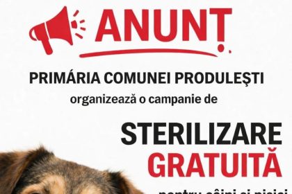 campanie gratuita de sterilizare la produlesti apel catrei locuitori pentru a diminua numarul animalelor fara stapan