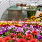 AFIR a lansat un ghid pentru obtinerea unui sprijin de pana la 100000 de euro destinat in exclusivitate floricultorilor