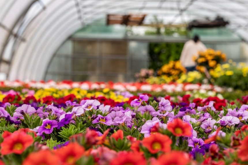 AFIR a lansat un ghid pentru obtinerea unui sprijin de pana la 100000 de euro destinat in exclusivitate floricultorilor