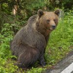 ANINOASA ALERTA DE URS IN ZONA VALEA MARE