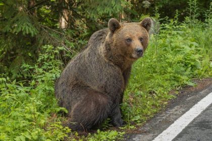 ANINOASA ALERTA DE URS IN ZONA VALEA MARE