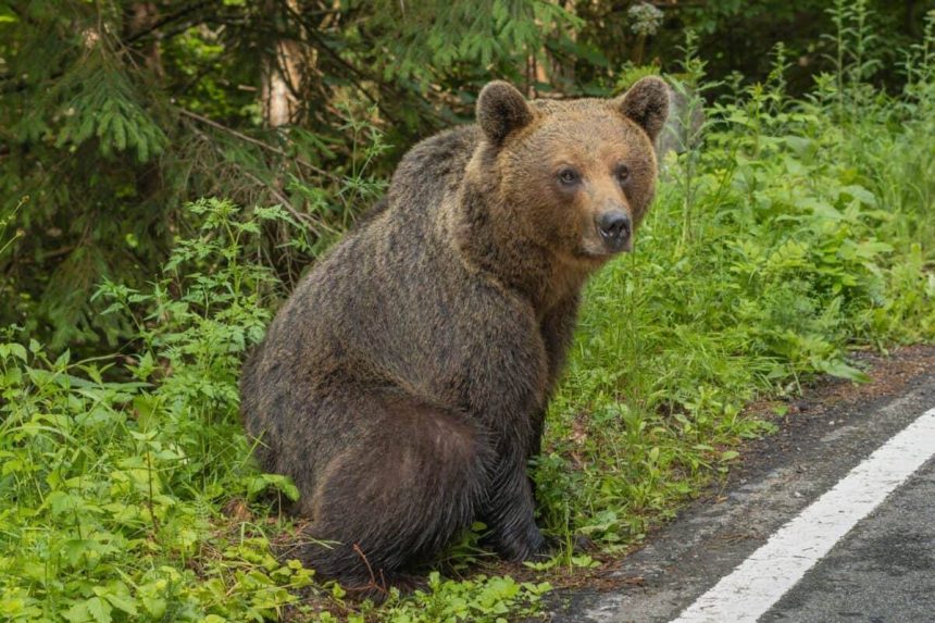 ANINOASA ALERTA DE URS IN ZONA VALEA MARE
