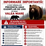 Alerta la Aninoasa Un urs a atacat animale in zona Valea Mare Autoritatile solicita prudenta
