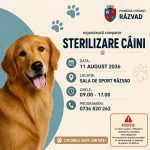 Campanie gratuita de sterilizare a cainilor organizata marti la Razvad