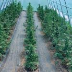 Descoperire a unei plantatii uriasede canabis pe malul Muresului