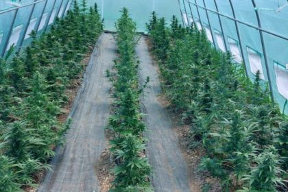 Descoperire a unei plantatii uriasede canabis pe malul Muresului