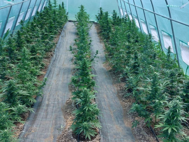 Descoperire a unei plantatii uriasede canabis pe malul Muresului
