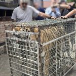 PICIOR DE MUNTE ANIMALE SALBATICE CU REGIM SPECIAL IN VEDEAREA RELOCARII