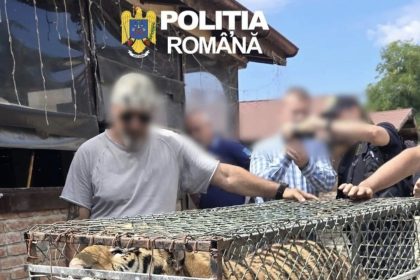 PICIOR DE MUNTE ANIMALE SALBATICE CU REGIM SPECIAL IN VEDEAREA RELOCARII