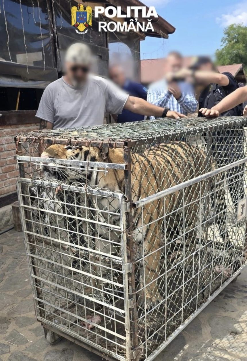 PICIOR DE MUNTE ANIMALE SALBATICE CU REGIM SPECIAL IN VEDEAREA RELOCARII