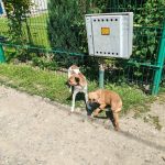 campanie gratuita de sterilizare vacinare si microcipare a cainilor in moreni laboratorul veterinar mobil va ajunge joi in cartierul bana
