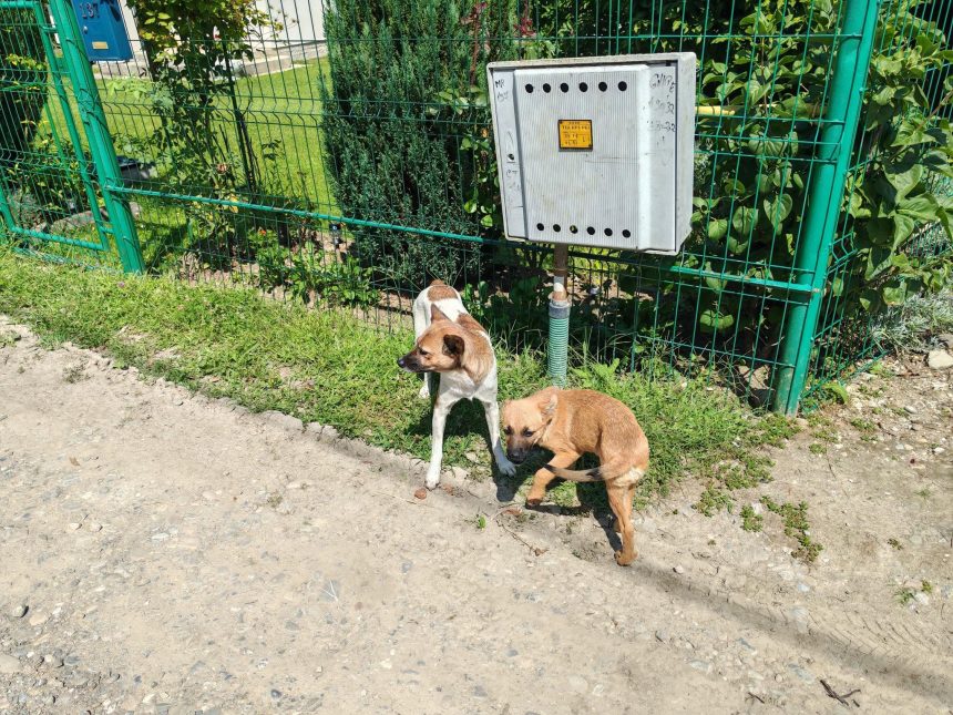 campanie gratuita de sterilizare vacinare si microcipare a cainilor in moreni laboratorul veterinar mobil va ajunge joi in cartierul bana