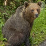 Alertă! Urs semnalat în localitatea Vulcana-Pandele!