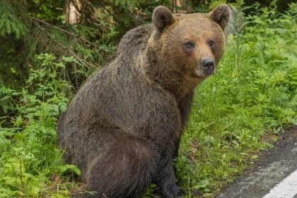 Alertă! Urs semnalat în localitatea Vulcana-Pandele!