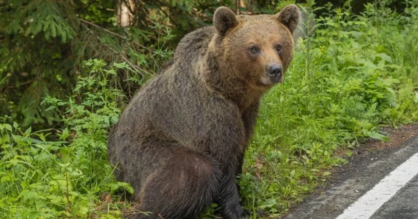 Alertă! Urs semnalat în localitatea Vulcana-Pandele!