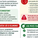 Amende de 20.000 lei pentru ambrozie necurățată. Avertisment în Potlogi