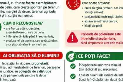 Amende de 20.000 lei pentru ambrozie necurățată. Avertisment în Potlogi