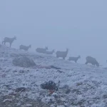 Iarnă la altitudine: chiciură pe Vârful Omu și prima ninsoare pe Transfăgărășan