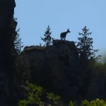 Imagini cu fauna sălbatică din Bucegi, surprinse în timpul monitorizării