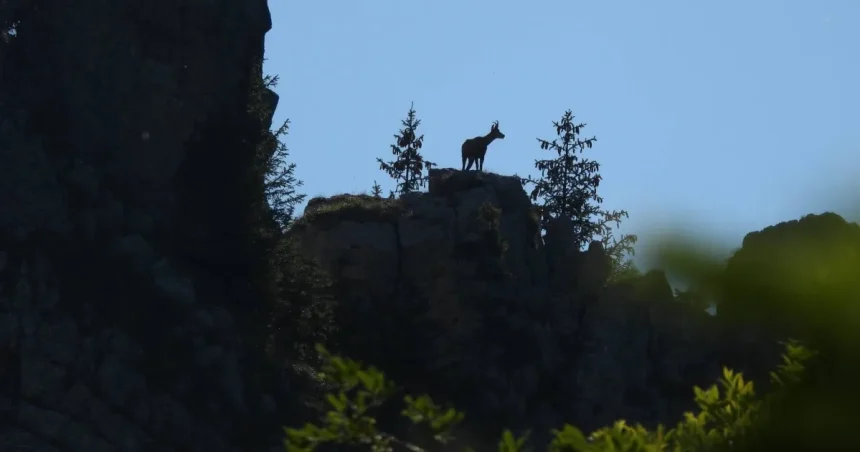 Imagini cu fauna sălbatică din Bucegi, surprinse în timpul monitorizării