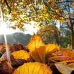 Octombrie debutează cu vreme rece: temperaturi în scădere și ploi în Muntenia
