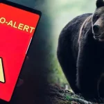 Prezența unui urs provoacă alertă în comuna Pietroșița