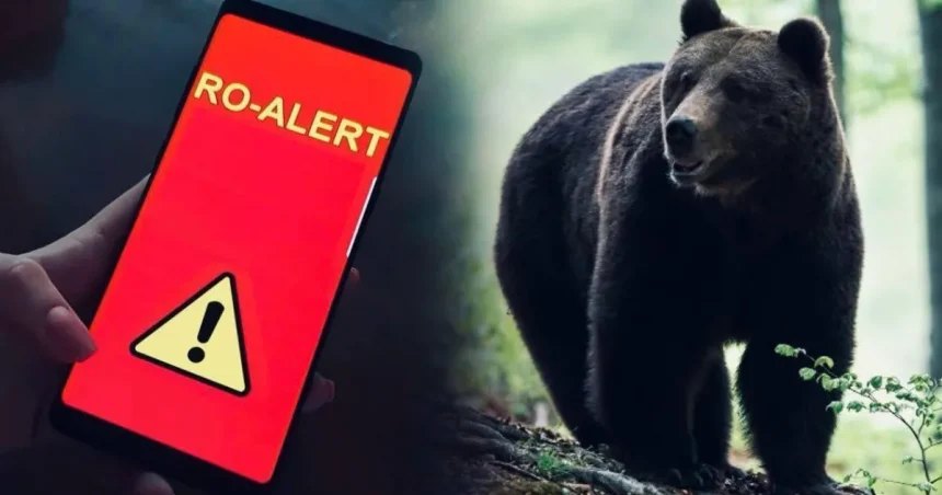 Prezența unui urs provoacă alertă în comuna Pietroșița